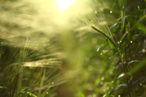 Field of barley in the light of the rising sun Field of barley in the light of the rising sun